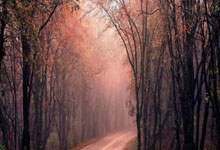 [CBA]常规赛12月11日：新疆VS辽宁 张镇麟集锦.